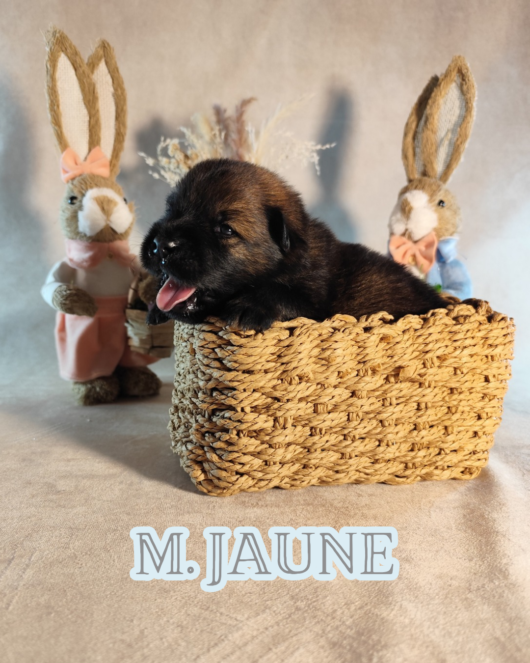 MR JAUNE