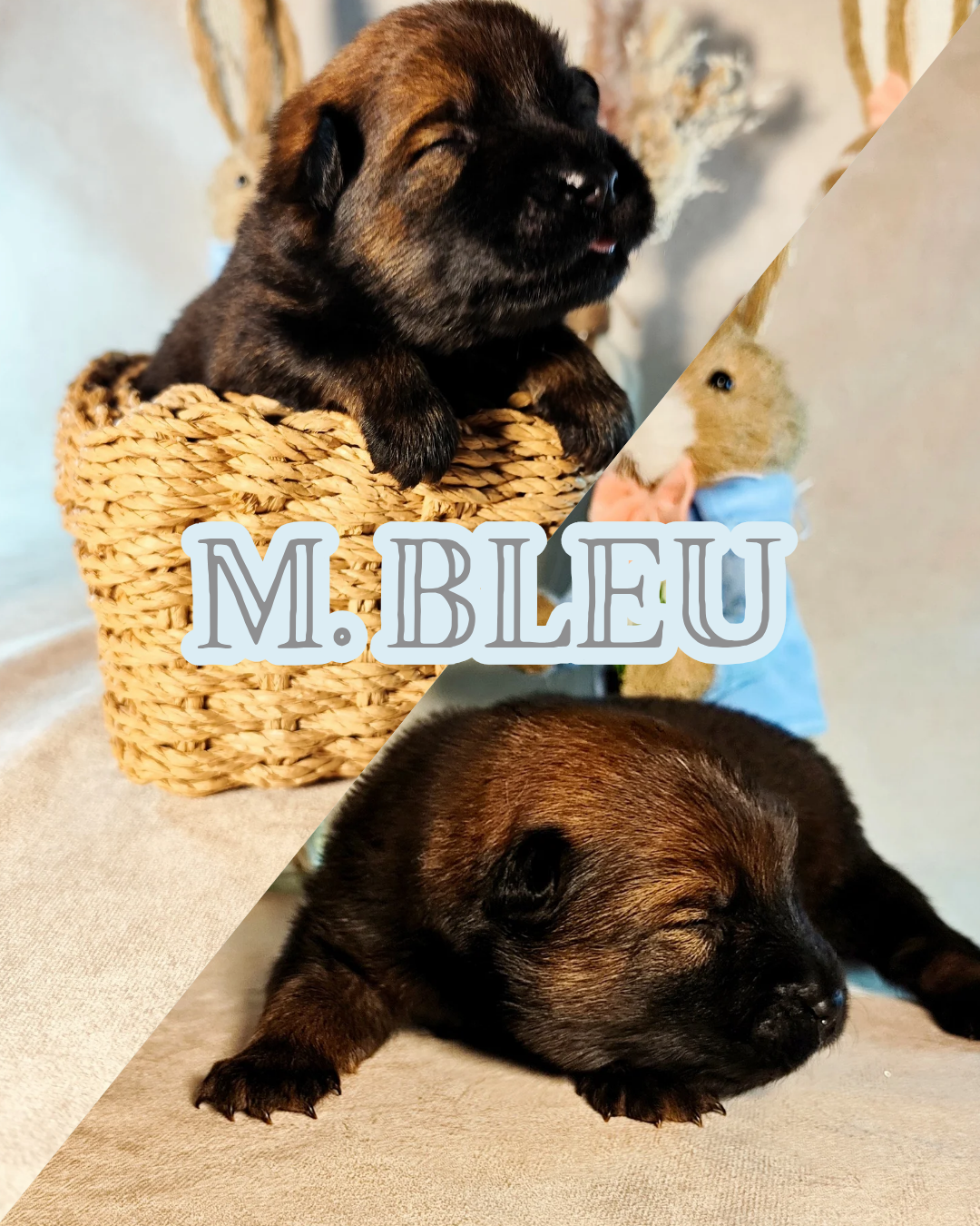 MR BLEU