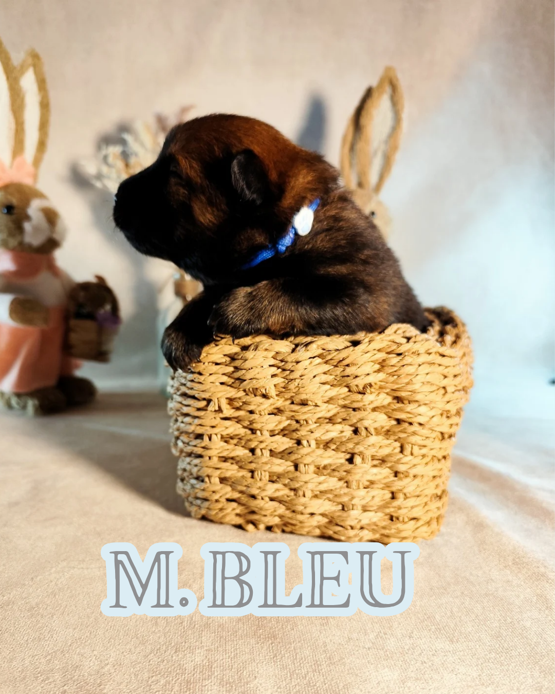 MR BLEU