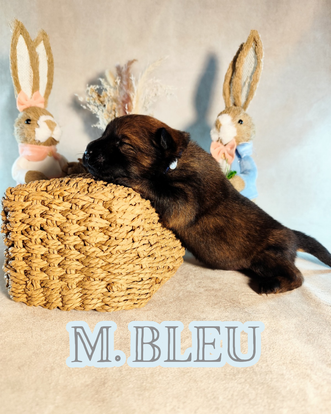 MR BLEU