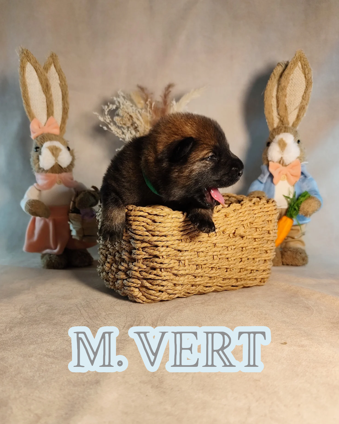 MR VERT