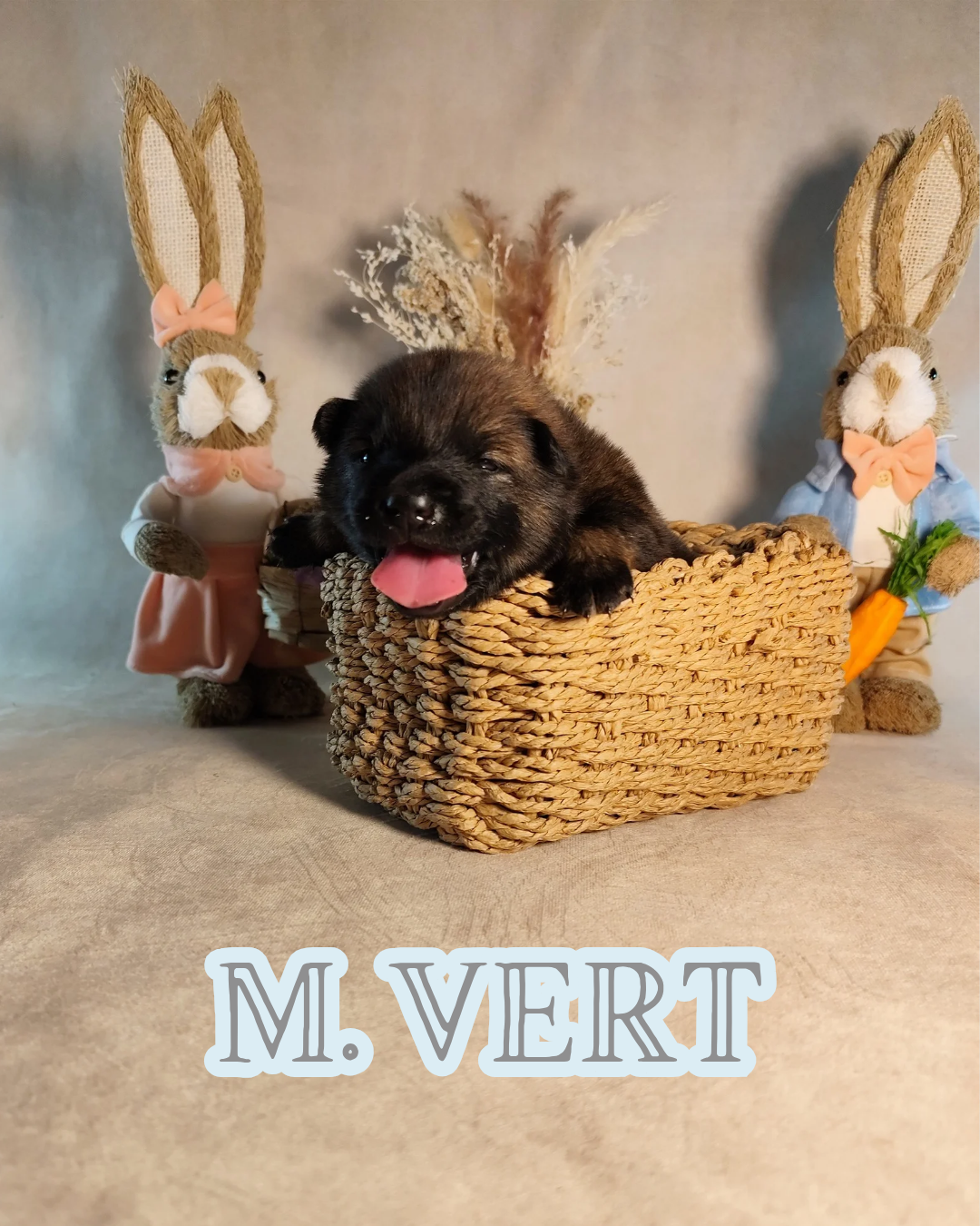 MR VERT