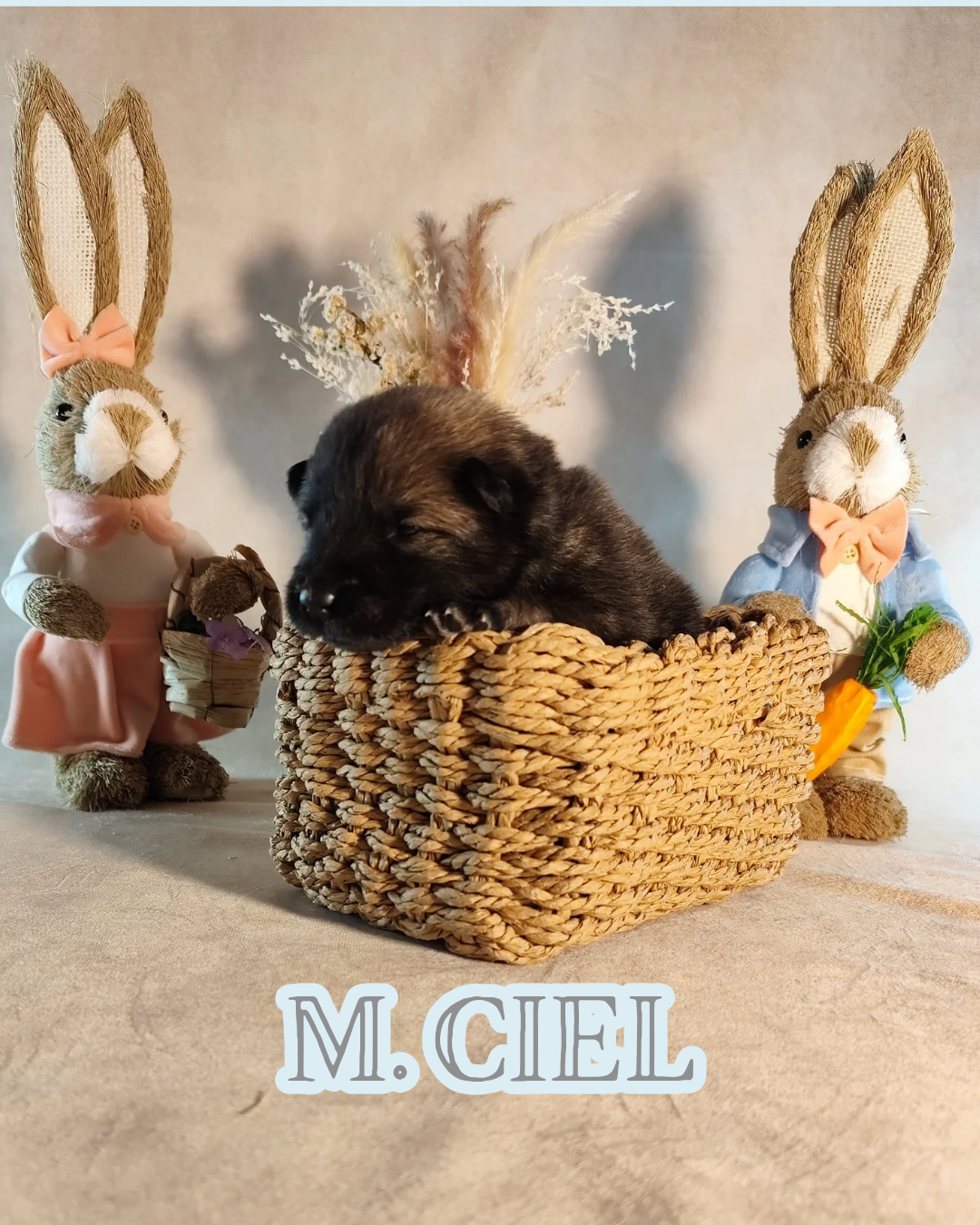 MR CIEL