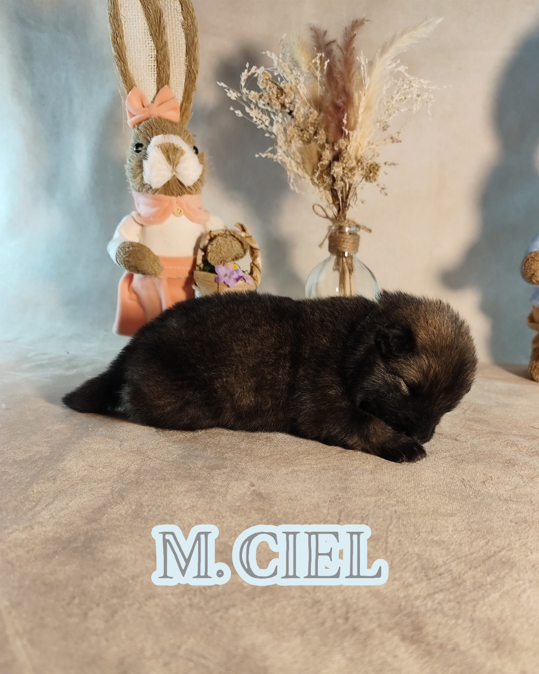 MR CIEL