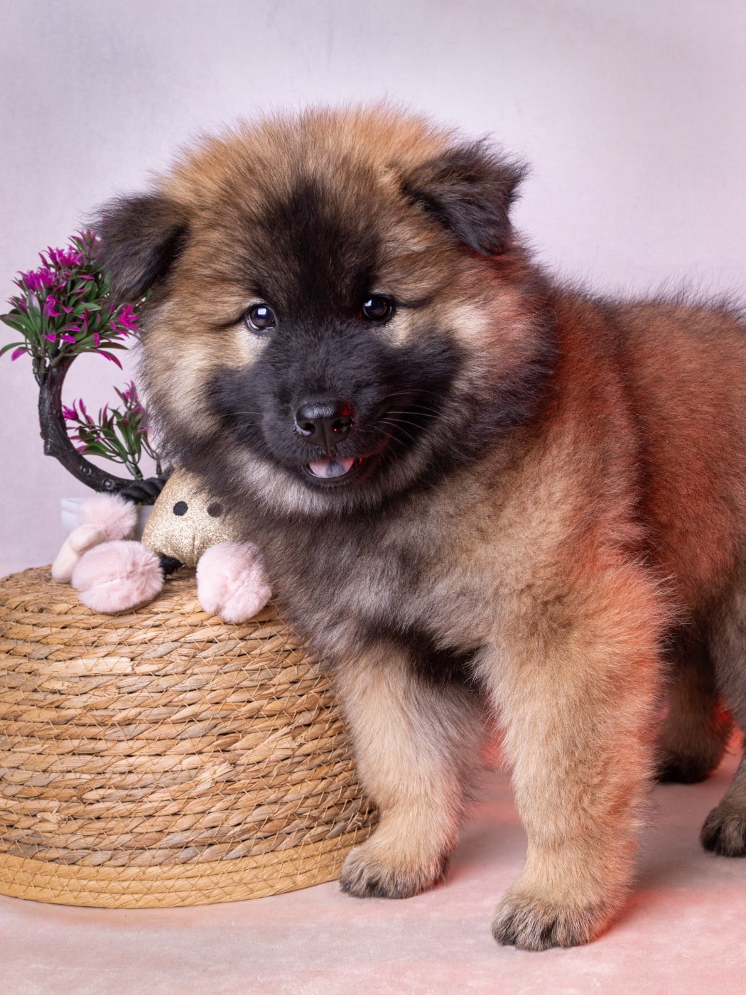 MISS MAUVE : FREYJA