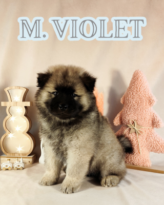 Les chiots de Eurasier