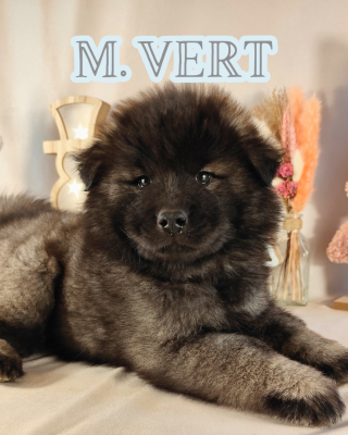 Les chiots de Eurasier