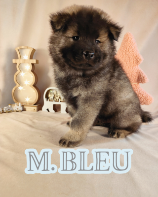 Les chiots de Eurasier
