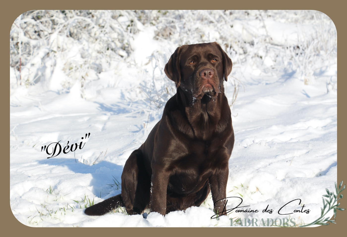 TR. CH. Tout l'or du monde dévi Du Domaine Des Contes