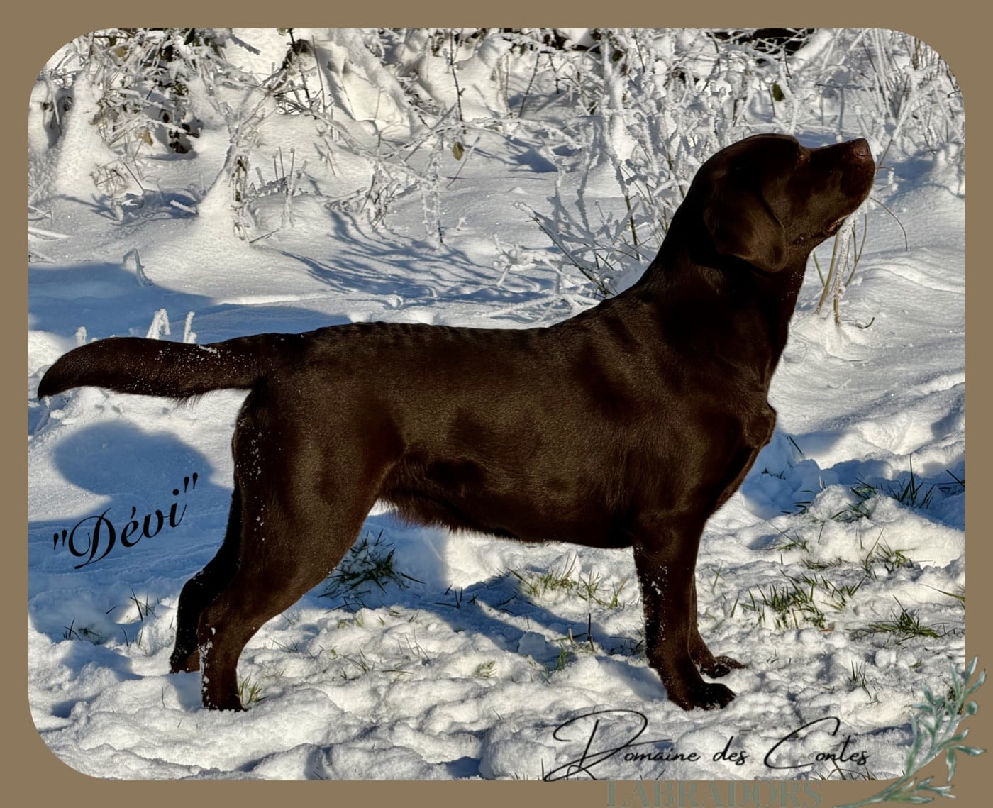 TR. CH. Tout l'or du monde dévi Du Domaine Des Contes