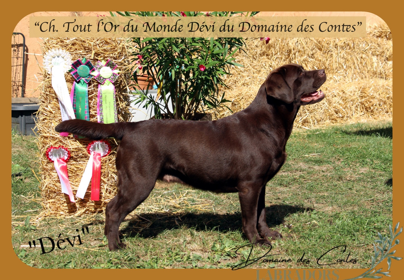 TR. CH. Tout l'or du monde dévi Du Domaine Des Contes