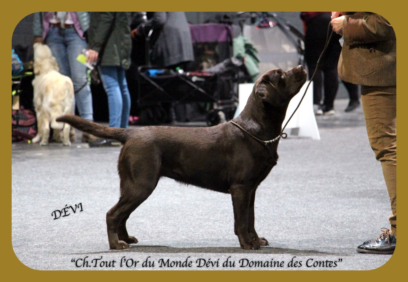 TR. CH. Tout l'or du monde dévi Du Domaine Des Contes