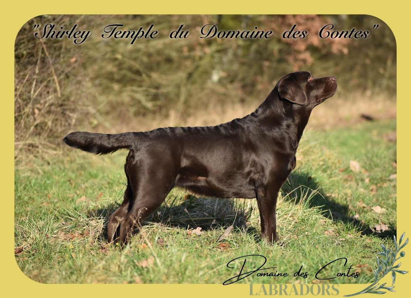 Publication : Du Domaine Des Contes Auteur : Hetzel Stella