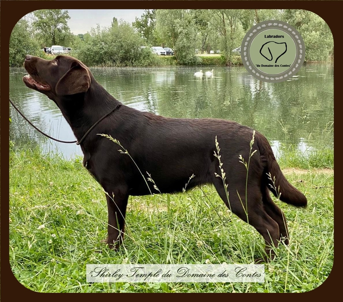 Publication : Du Domaine Des Contes Auteur : Hetzel Stella