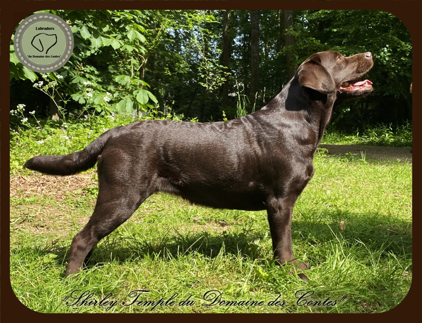 Publication : Du Domaine Des Contes Auteur : Hetzel Stella