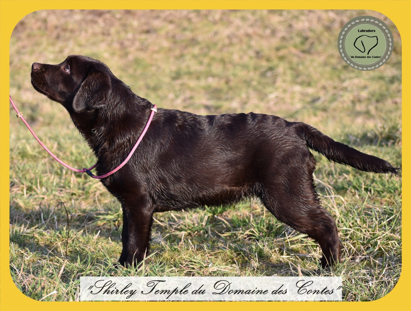 Publication : Du Domaine Des Contes Auteur : Hetzel Stella