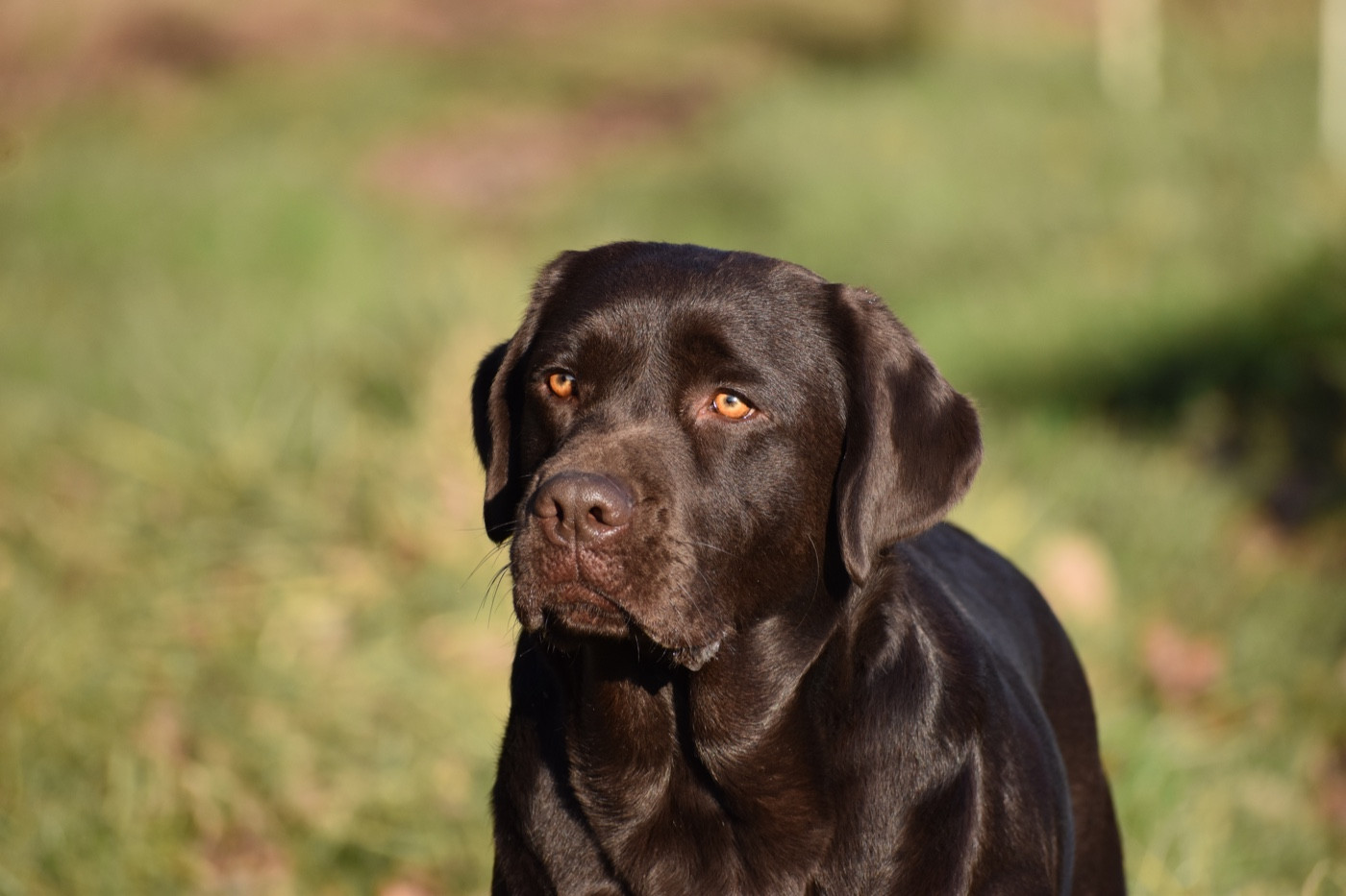 Publication : Du Domaine Des Contes Auteur : Hetzel Stella