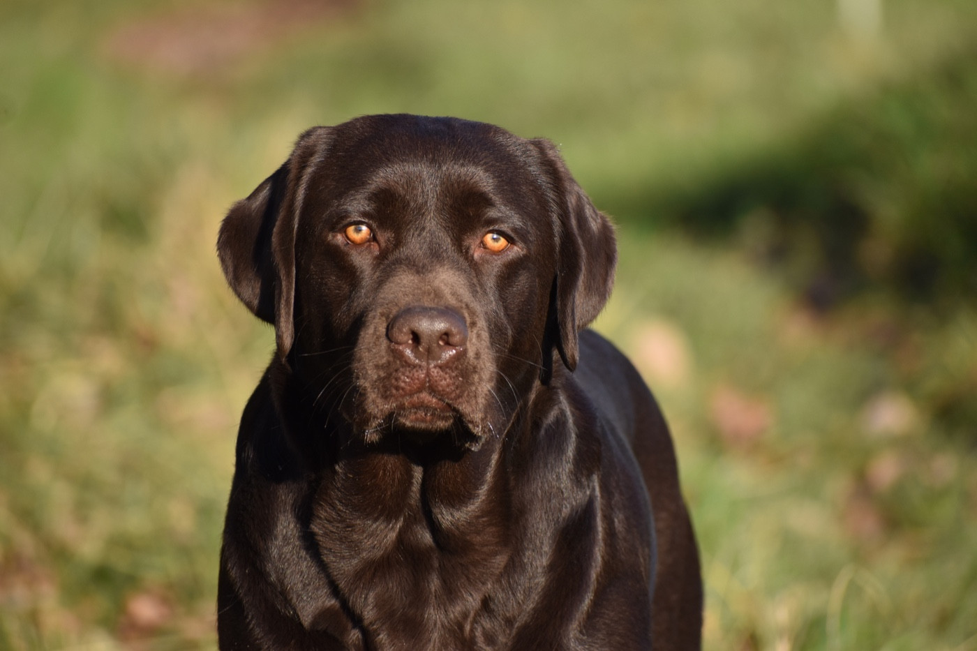 Publication : Du Domaine Des Contes Auteur : Hetzel Stella