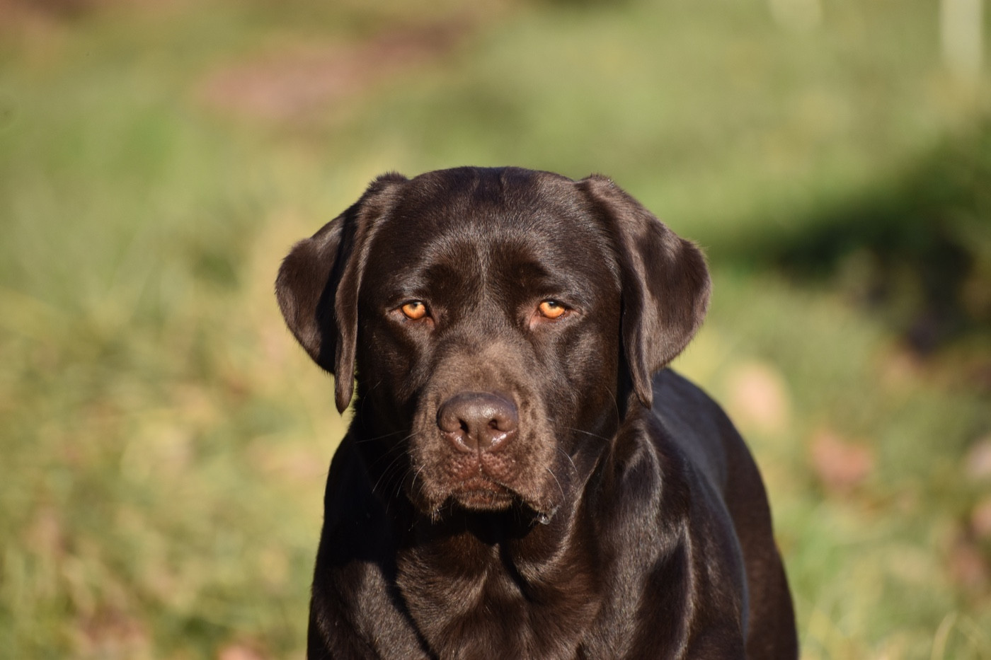 Publication : Du Domaine Des Contes Auteur : Hetzel Stella
