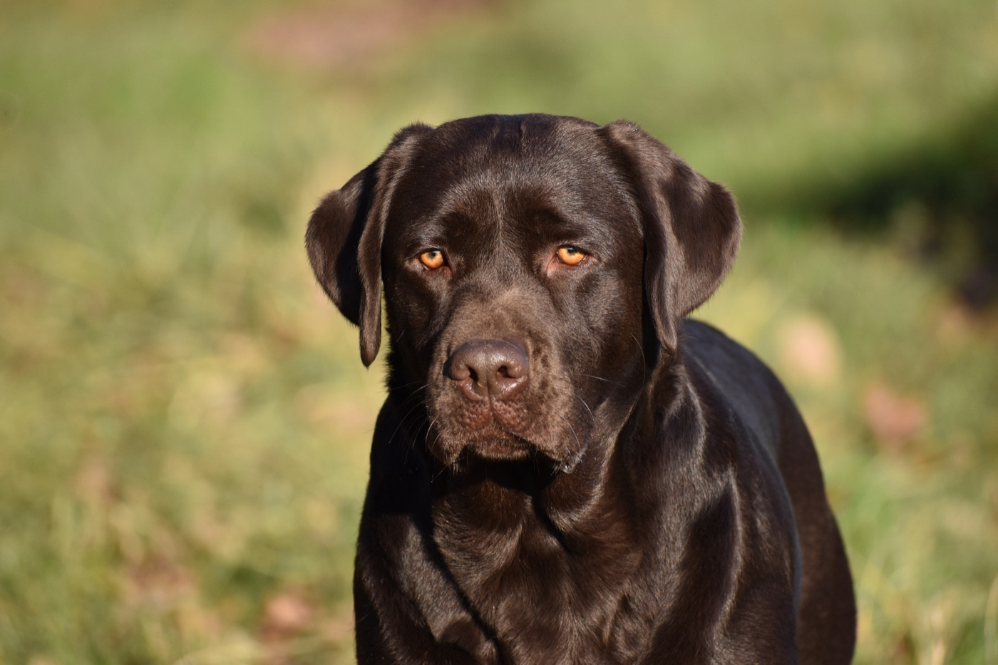 Publication : Du Domaine Des Contes Auteur : Hetzel Stella