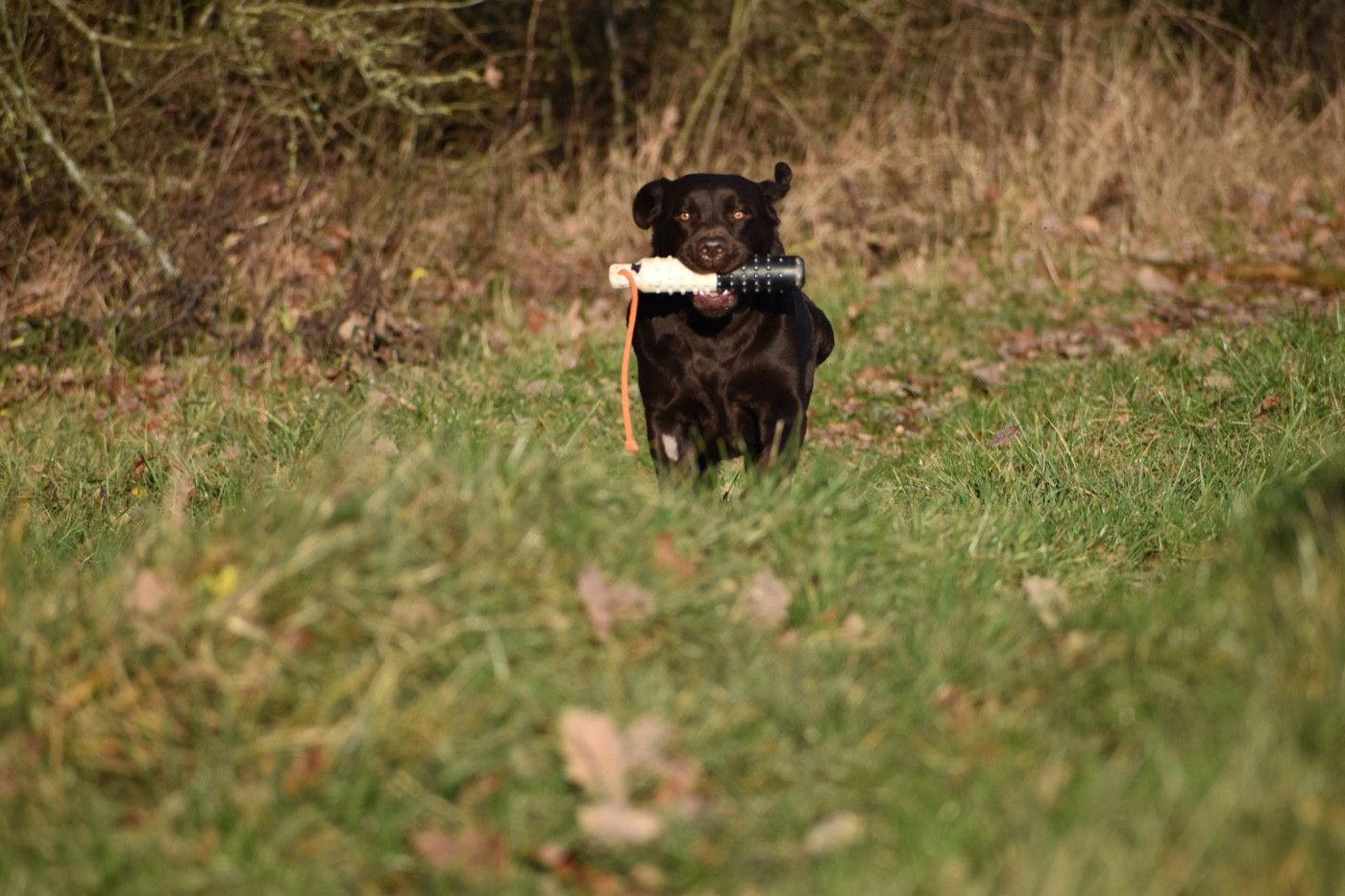 Publication : Du Domaine Des Contes Auteur : Hetzel Stella