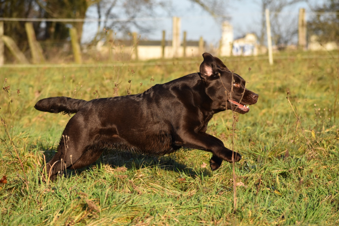 Publication : Du Domaine Des Contes Auteur : Hetzel Stella