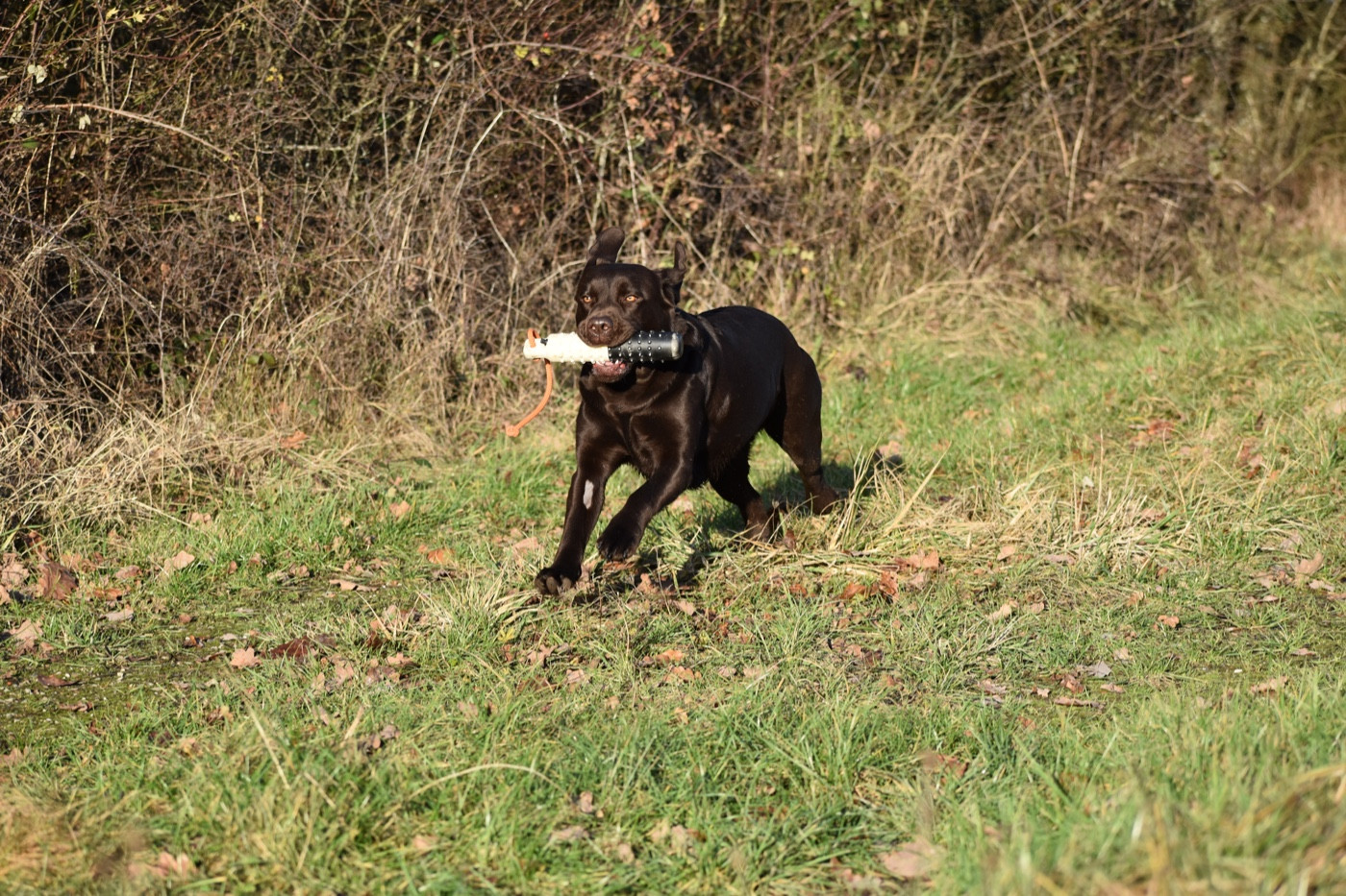 Publication : Du Domaine Des Contes Auteur : Hetzel Stella