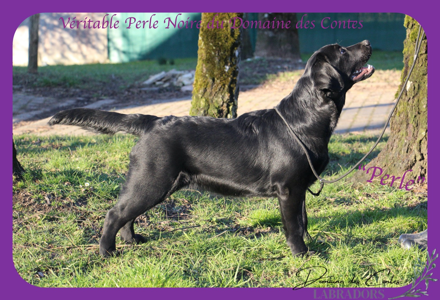 CH. J Veritable perle noire Du Domaine Des Contes