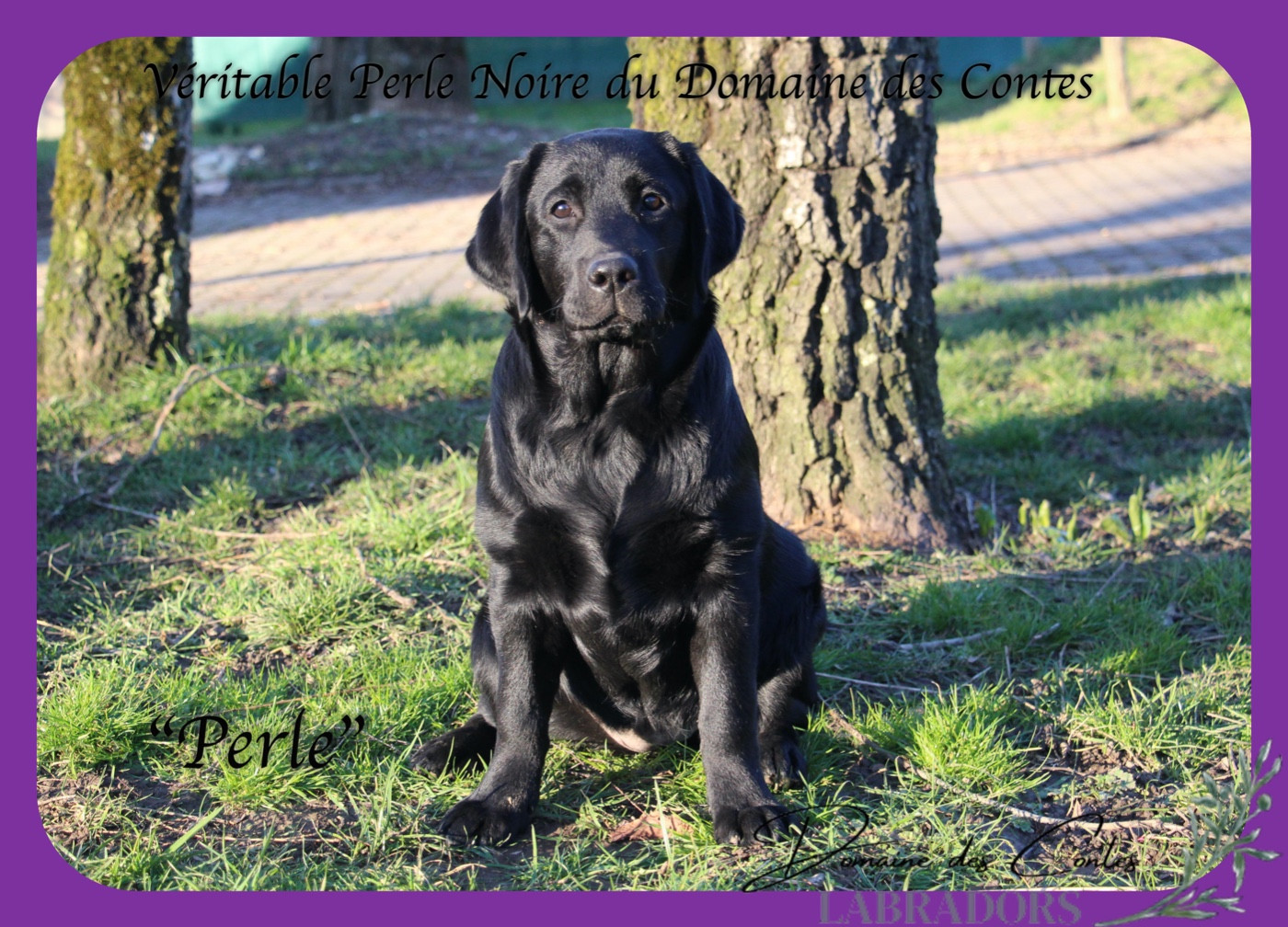 CH. J Veritable perle noire Du Domaine Des Contes