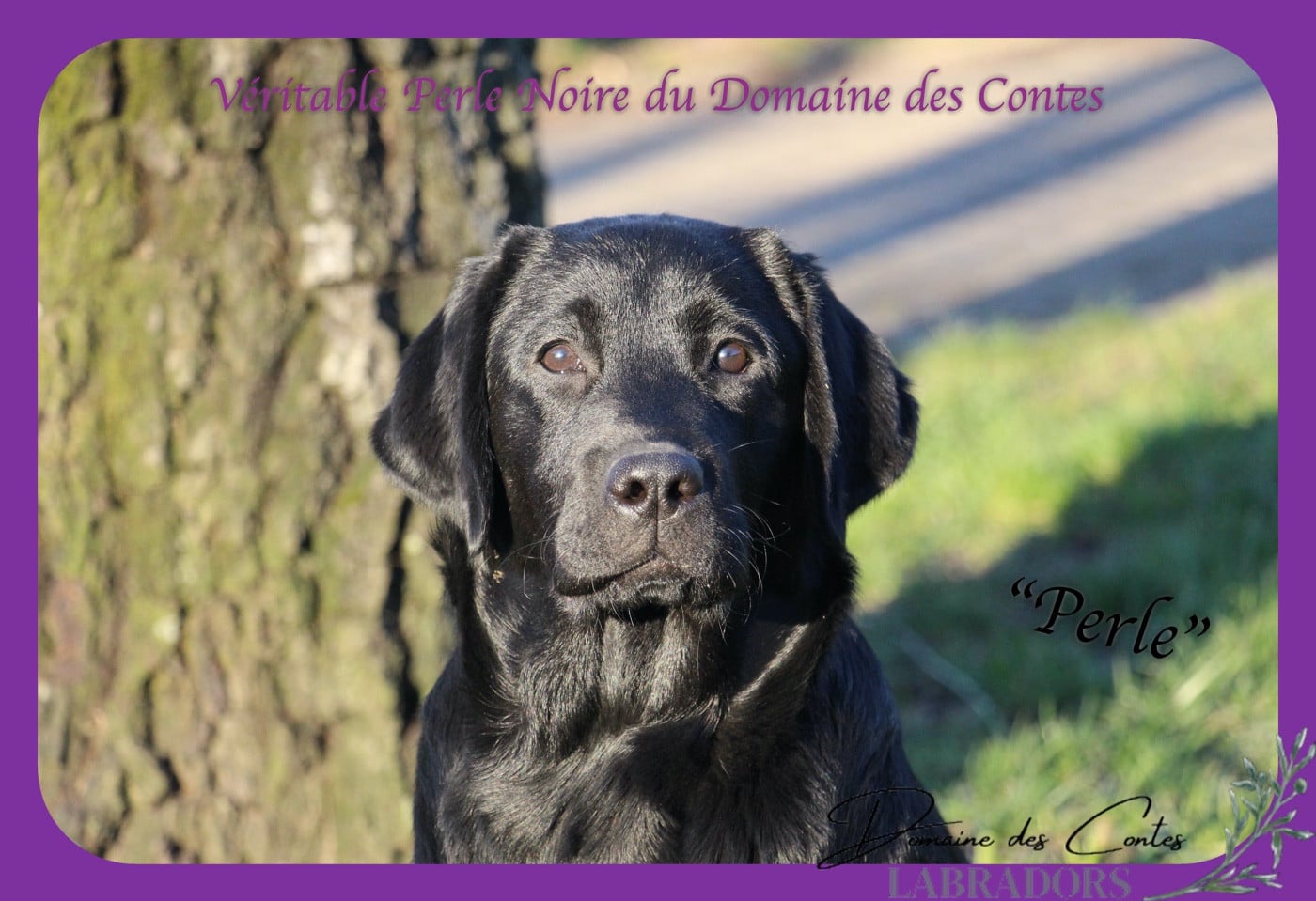 CH. J Veritable perle noire Du Domaine Des Contes