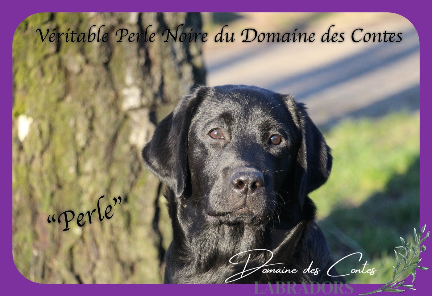 CH. J Veritable perle noire Du Domaine Des Contes