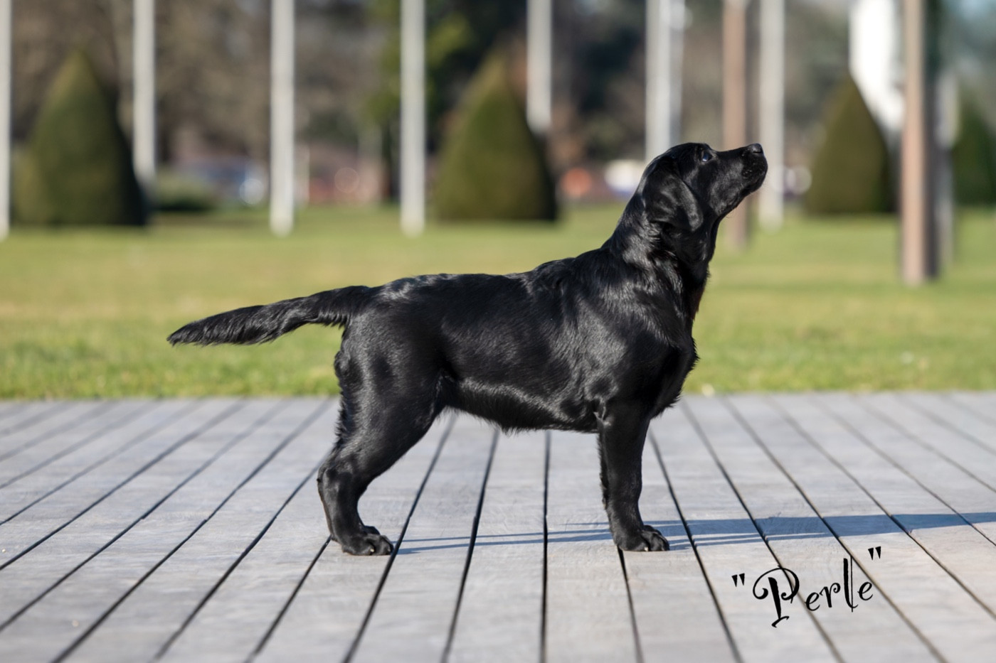 CH. J Veritable perle noire Du Domaine Des Contes