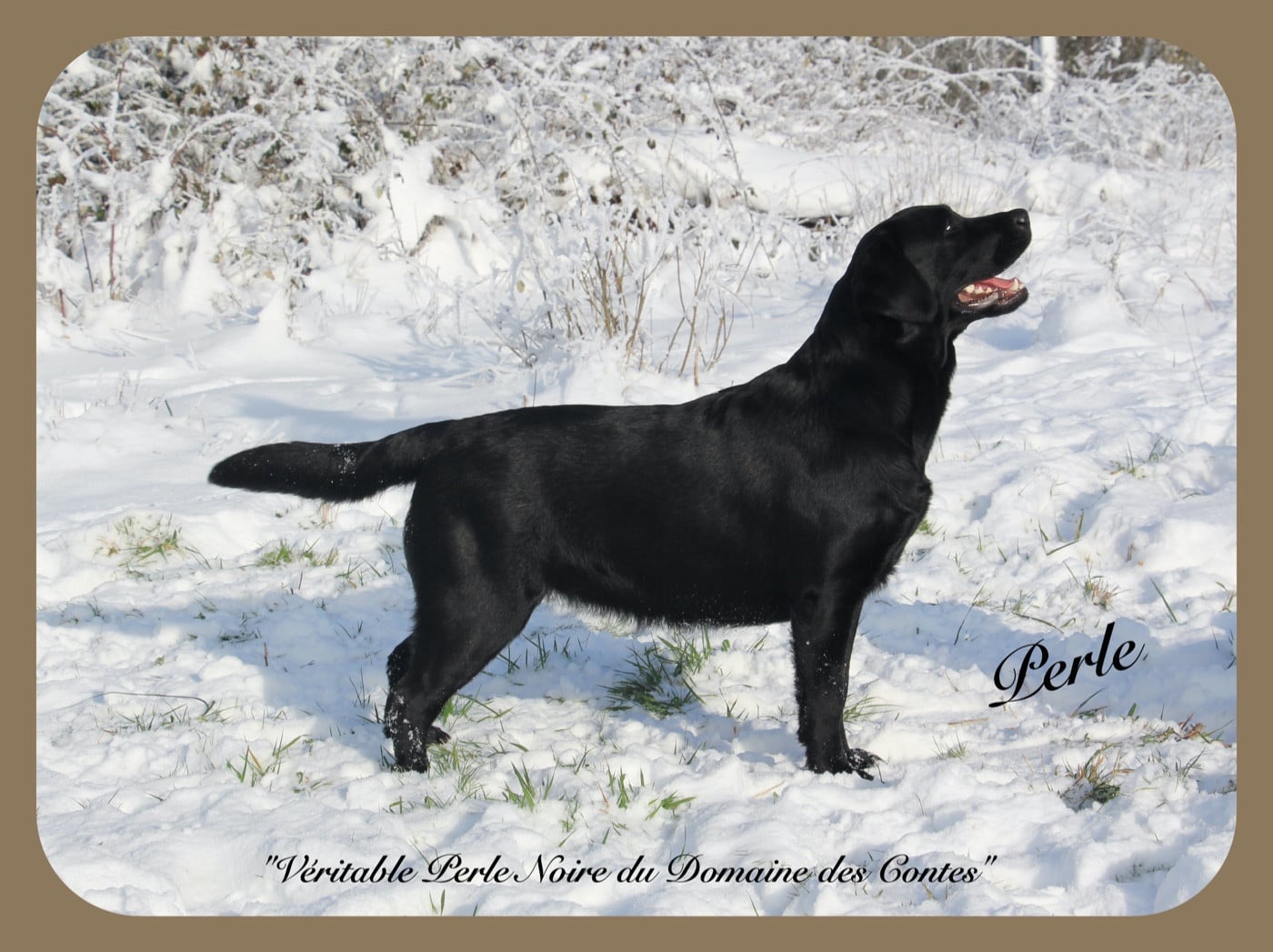 CH. J Veritable perle noire Du Domaine Des Contes
