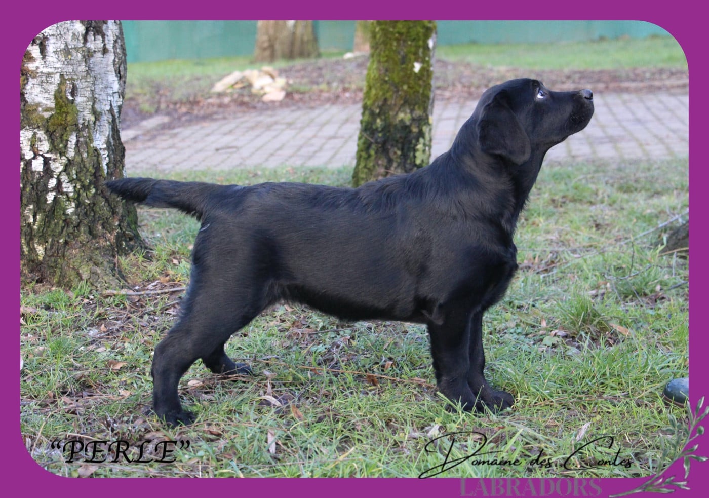 CH. J Veritable perle noire Du Domaine Des Contes