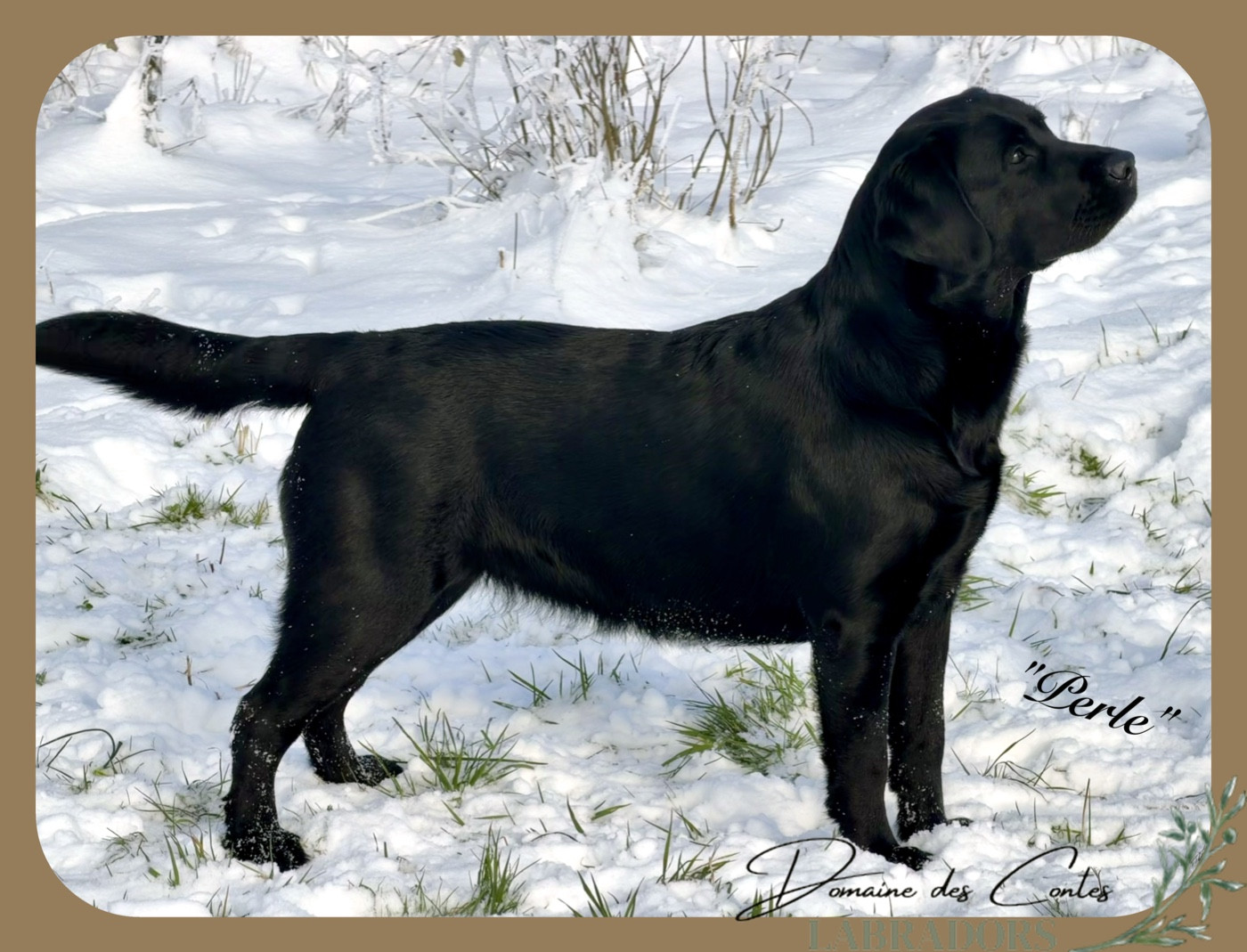 CH. J Veritable perle noire Du Domaine Des Contes