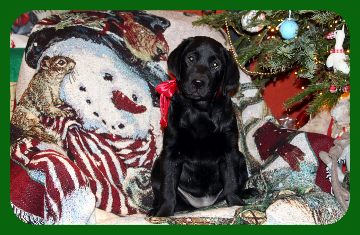 CH. J Veritable perle noire Du Domaine Des Contes