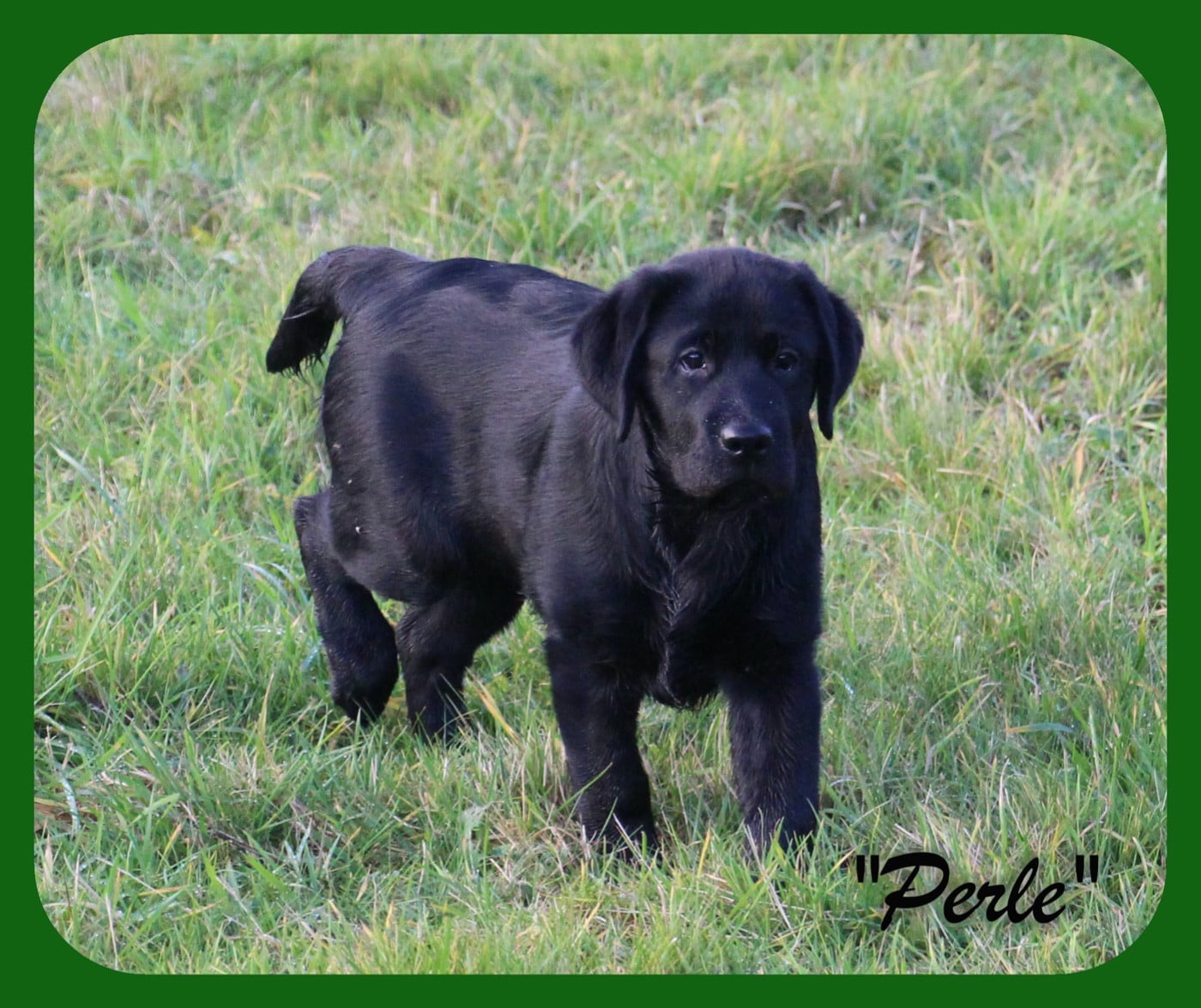 CH. J Veritable perle noire Du Domaine Des Contes