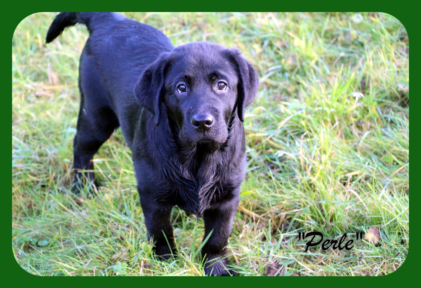 CH. J Veritable perle noire Du Domaine Des Contes