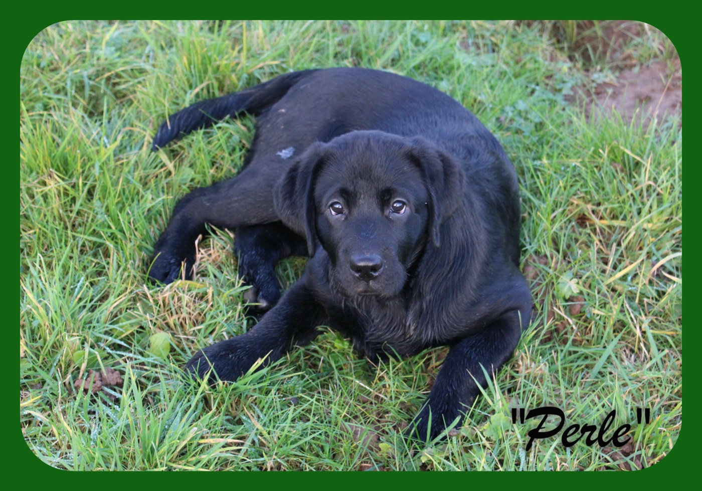 CH. J Veritable perle noire Du Domaine Des Contes