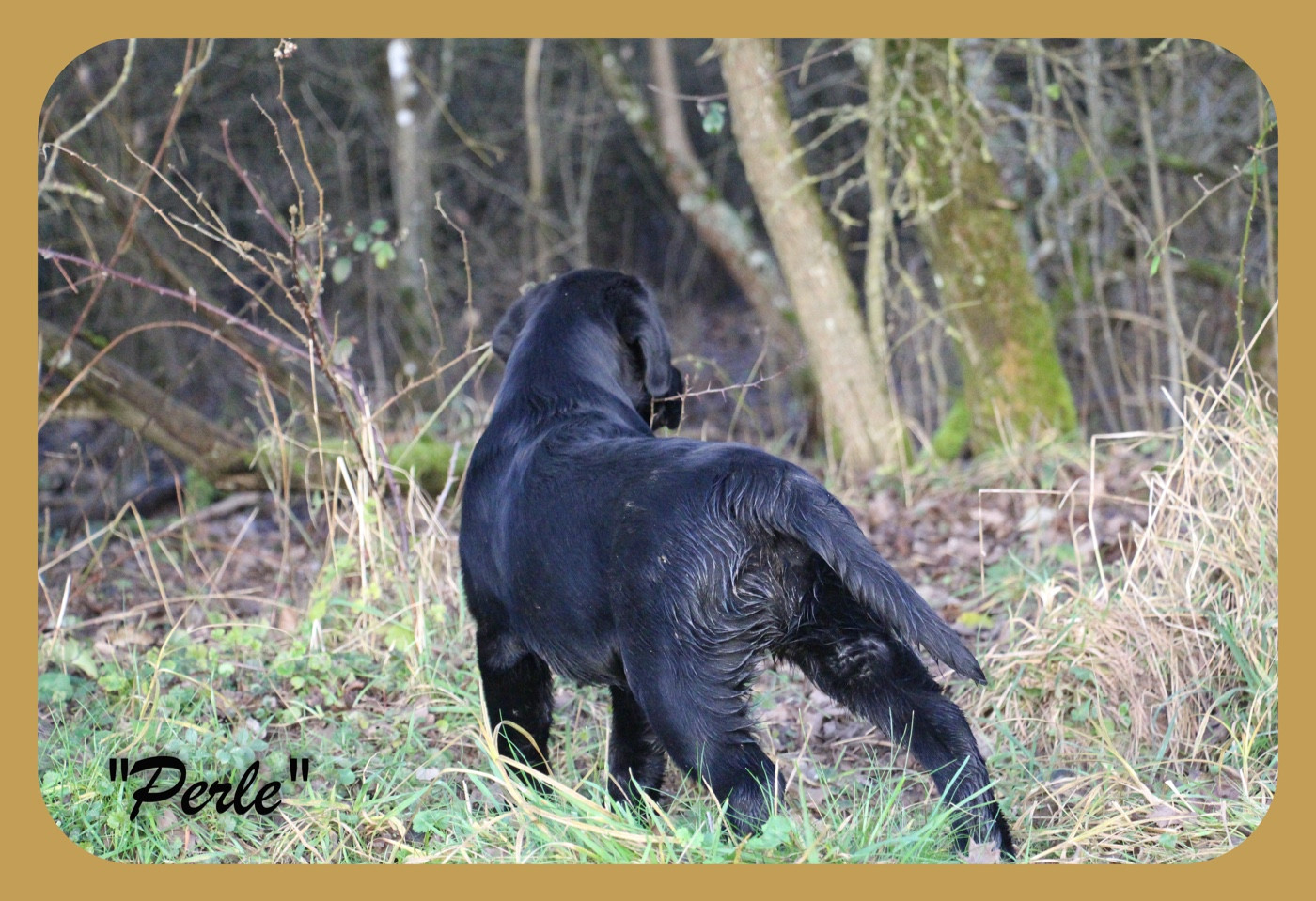 CH. J Veritable perle noire Du Domaine Des Contes