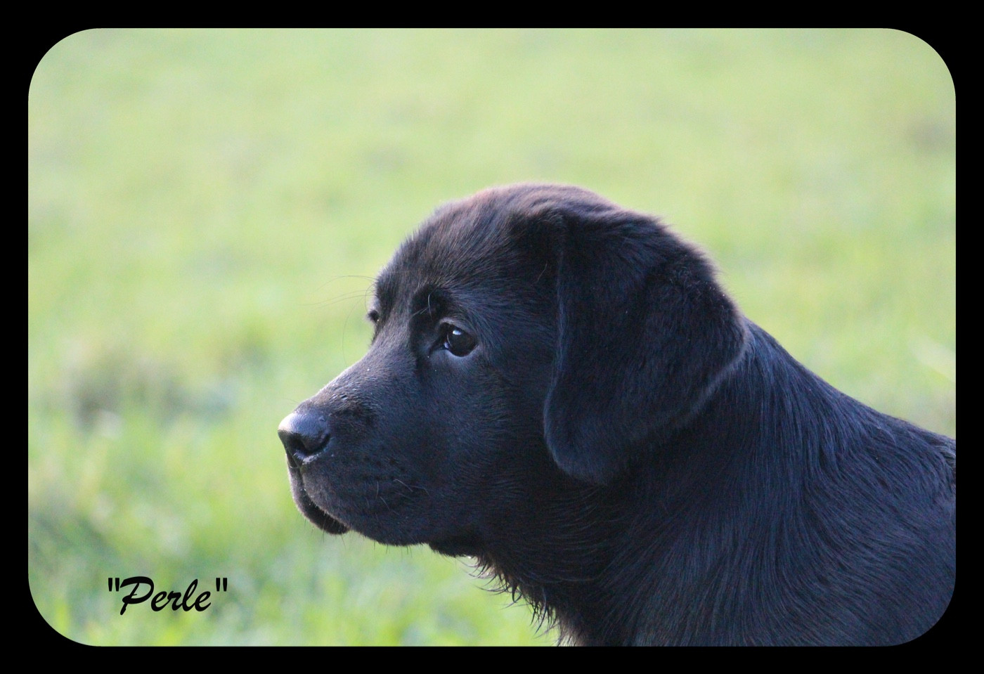 CH. J Veritable perle noire Du Domaine Des Contes