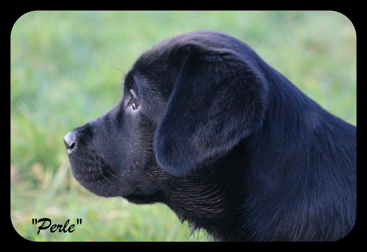 CH. J Veritable perle noire Du Domaine Des Contes