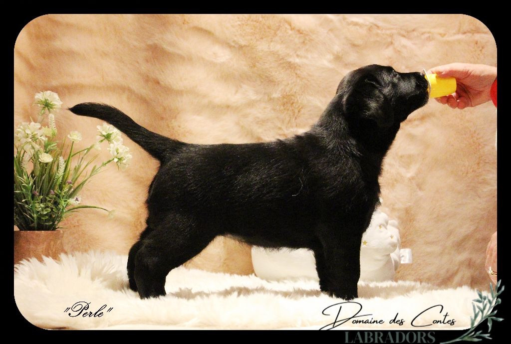 CH. J Veritable perle noire Du Domaine Des Contes