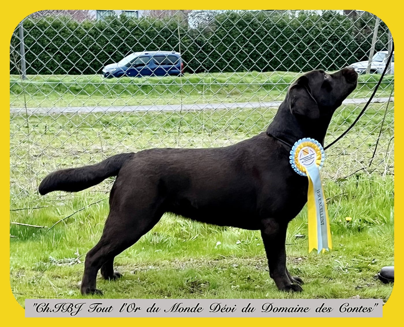 TR. CH. Tout l'or du monde dévi Du Domaine Des Contes