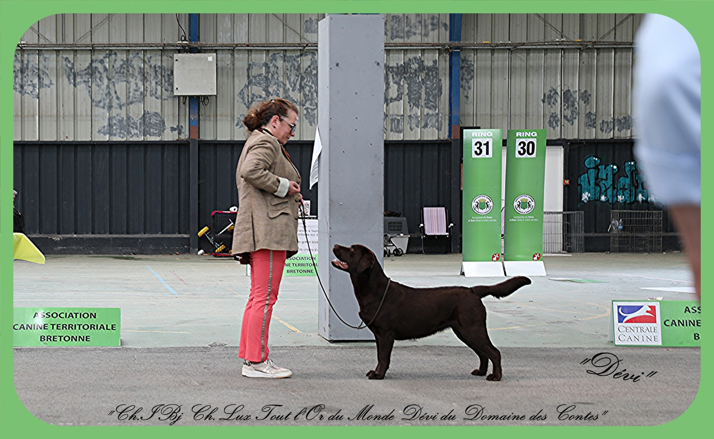 TR. CH. Tout l'or du monde dévi Du Domaine Des Contes