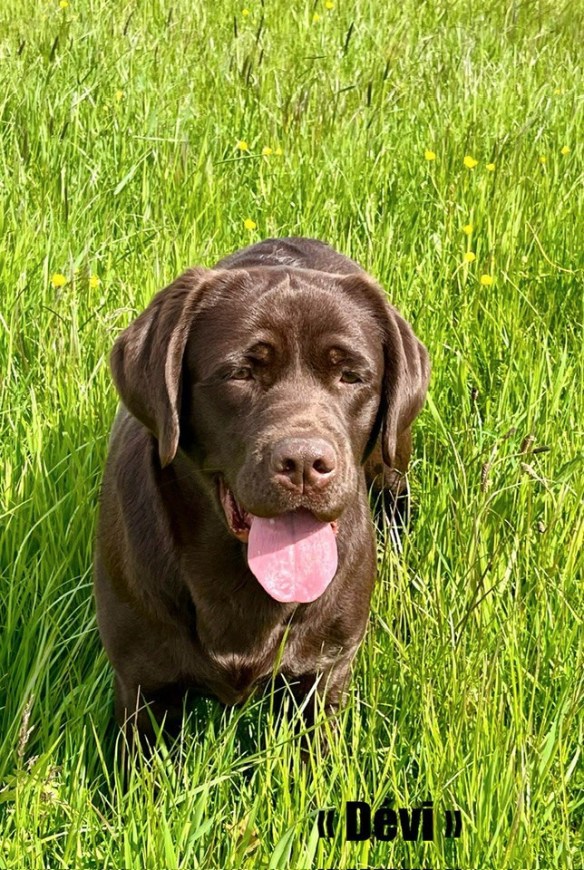 TR. CH. Tout l'or du monde dévi Du Domaine Des Contes