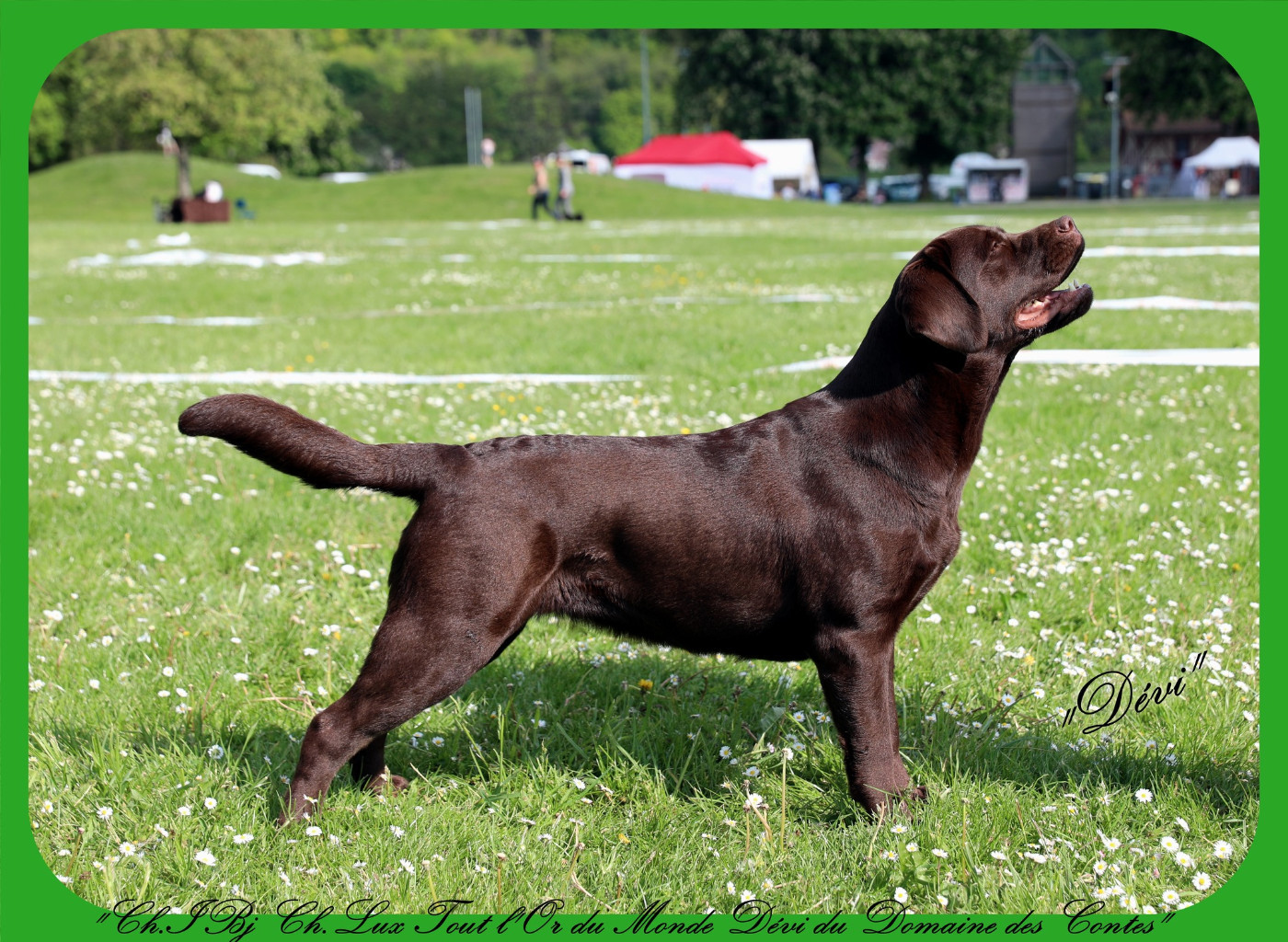 TR. CH. Tout l'or du monde dévi Du Domaine Des Contes