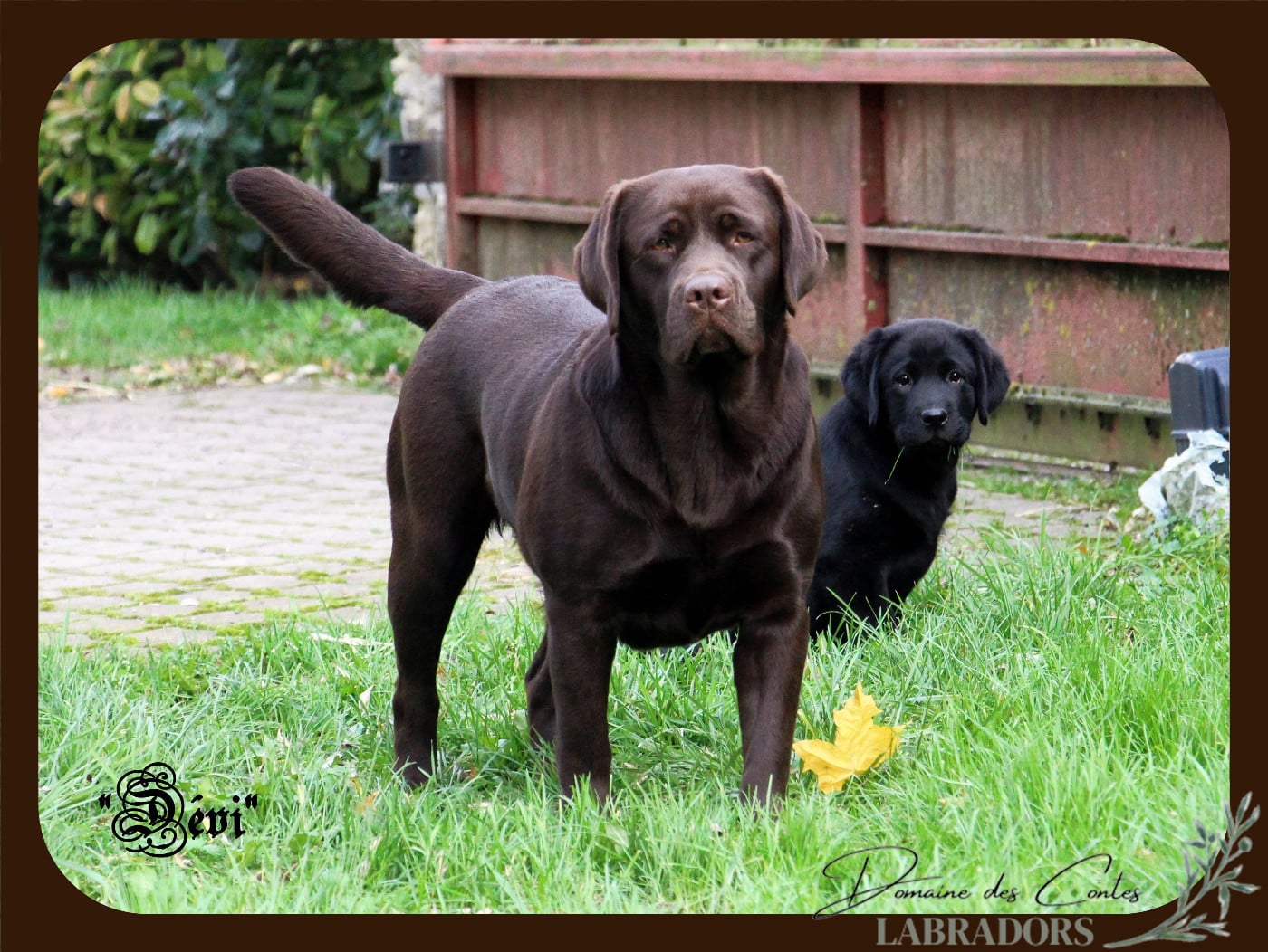 TR. CH. Tout l'or du monde dévi Du Domaine Des Contes