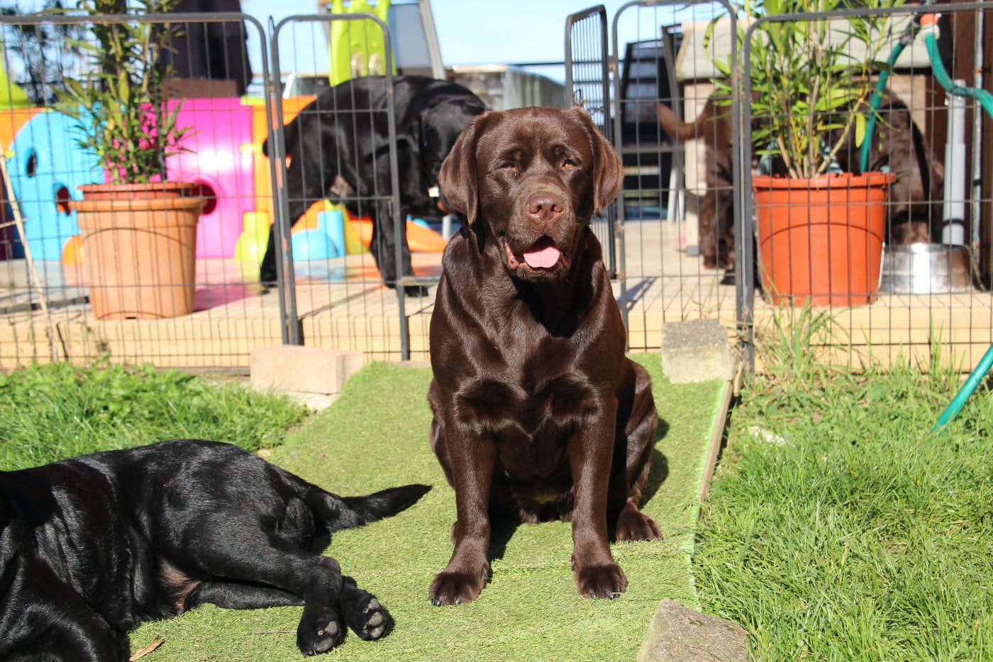 TR. CH. Tout l'or du monde dévi Du Domaine Des Contes
