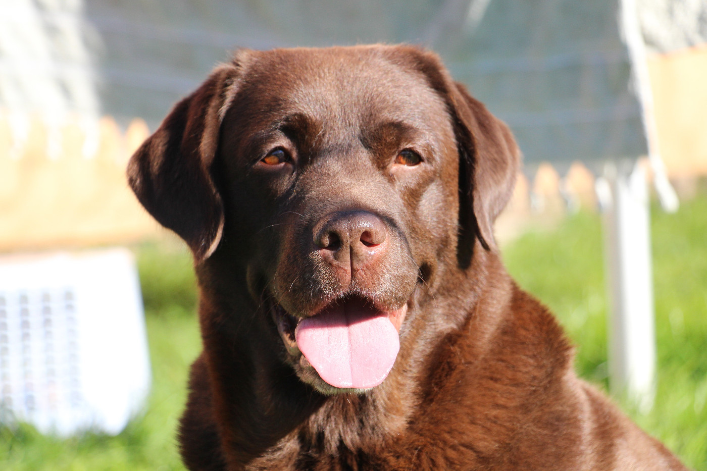 Publication : Du Domaine Des Contes Auteur : Hetzel Stella